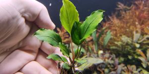 Буцефаландра Страйпс Тапах / Bucephalandra sp. Stripes Tapah