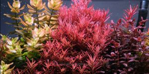 Ротала криваво-червона / Rotala Blood Red