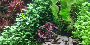 Акмелла повзуча / Acmella repens