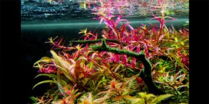 Альтернантера Колората Ред / Alternanthera Colorata Red