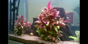 Альтернантера Лілова / Alternanthera Lilacina