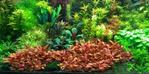 Альтернантера Рейнека Міні / Alternanthera Reineckii Minima