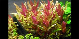 Альтернантера Рейнека / Alternanthera reineckii