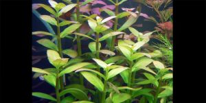 Амманія Мультифлора / Ammania Multiflora