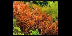 Ammania Gracilis