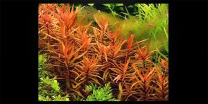 Амманія Витончена / Ammania Gracilis