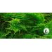 Мох Анчер / Anchor moss / Taxiphyllum sp.