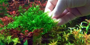 Мох Анчер / Anchor moss / Taxiphyllum sp.