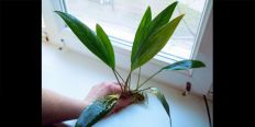 Анубіас Anubias Afzelii