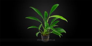 Анубіас Anubias Barteri var. Angustifolia