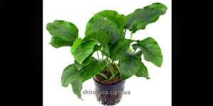 Анубіас Anubias Barteri var. Barteri