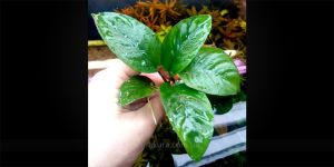 Анубіас Anubias Barteri Var Broad Leaf