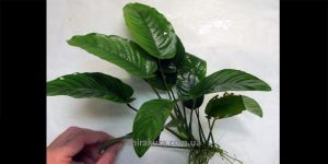 Анубіас Anubias Barteri var. Caladiifolia