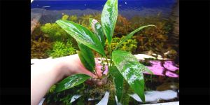 Анубіас Anubias Barteri var. Glabra