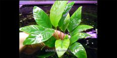 Анубиас Anubias Barteri Striped