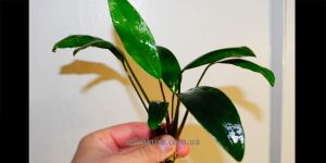 Анубіас Anubias Lanceolata