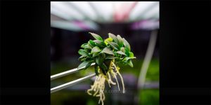 Анубіас Anubias barteri var. nana Pangolino