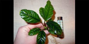 Анубіас Anubias Coffeefolia