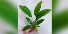 Анубіас Anubias Congensis