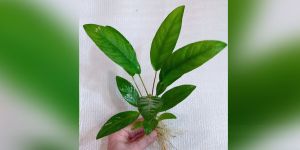 Анубіас Anubias Congensis