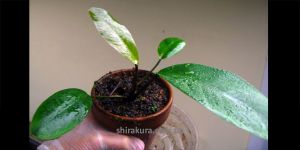 Анубіас Anubias Ellepticus