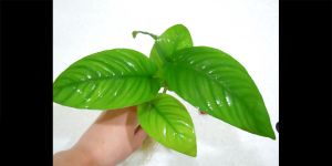 Анубіас Anubias Gilletii Х Caladiifolia