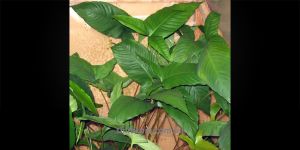 Анубіас Anubias Gilletii