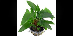 Анубіас Anubias Gracilis