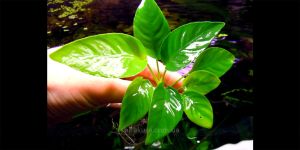 Анубіас Anubias Kompakt/Compact