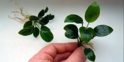 Анубіас Нана / Anubias Nana Анубіас Нана / Anubias Nana
