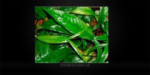 Анубіас Anubias Pynaertii