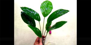 Анубіас Anubias sp. Heterophylla