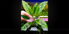 Анубіас Anubias Heterophylla var. Spatulata
