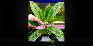 Анубіас Anubias Heterophylla var. Spatulata