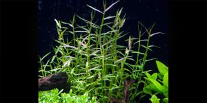 Артраксон Щетинний / Arthraxon hispidus