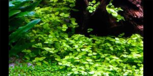 Бакопа Австралійська / Bacopa Australis