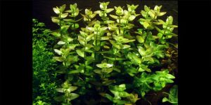 Бакопа Каролінська / Bacopa Caroliniana