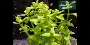 Бакопа Японська/Bacopa sp. Japan