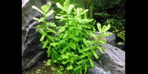 Бакопа Моньє / Bacopa Monnieri