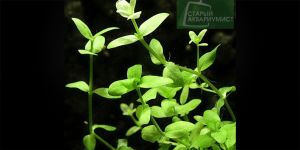 Бакопа Пантанал / Bacopa Pantanal