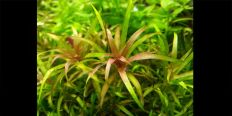 Бликса Альтернифолия / Blyxa Alternifolia