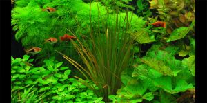 Блікса Обера / Blyxa Aubertii