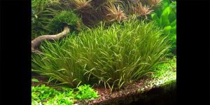 Блікса Японська / Blyxa Japonica