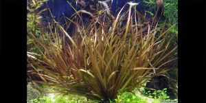 Блікса Новогвінейська / Blyxa novoguineensis