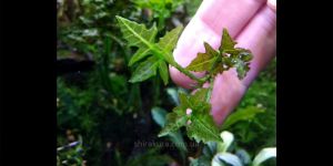 Папороть Bolbitis sp. Armenа/Hymenophyllaceae sp. Armena