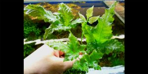 Папороть Bolbitis sp. From Bau