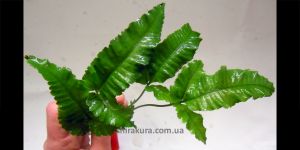 Папороть Bolbitis Heteroclita