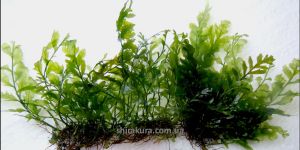 Папороть Bolbitis Heudelotii Kompakt / Compact