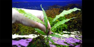 Папороть Bolbitis Sekadau