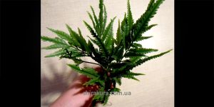 Папороть Bolbitis sp. Gua Angin